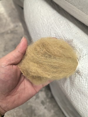 Giá tốt. Xơ polyester tái chế 6D 51mm Màu be Độ giãn dài thấp trực tuyến